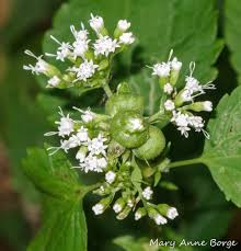 It killed thousands of cattle and horses, too. White Snakeroot And A Bit Of A Paradox The Natural Web