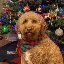 TOP 10 BEST Self Serve Dog Wash near Pittsfield, MA