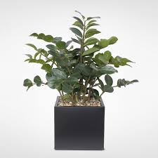 We did not find results for: Artificial Zz Plant With Rocks In A Brown Metal Pot On Sale Overstock 27622767