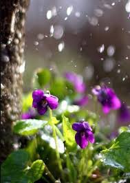 Alma is in her car, stuck in buenos aires' traffic. Flores Bajo La Lluvia Un Planeta De Color Azul Facebook