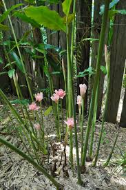 Image result for Etlingera elatior