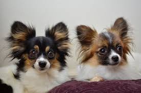 Chion Papillon Chihuahua Mix Info Temperament Puppies Pictures Chihuahua Mix Chihuahua Pictures Of Chihuahuas