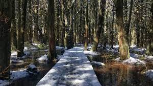 It starts as a wonderful walk through craggly, gnarled trees that look like something out of an enchanted forest in the harry potter books. Cape Cod National Seashore Begins Atlantic White Cedar Swamp Trail Repair Cape Cod National Seashore U S National Park Service