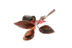 Image result for Isonema