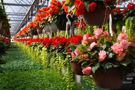 Image result for Nesaea schinzii