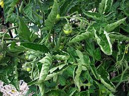 Maybe you would like to learn more about one of these? Tomato Plants Don T Produce As Much Fruit Chicago Botanic Garden