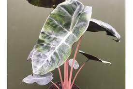 Alocasia 4 alocasia black velvet. Alocasia Dragon Scale 24 90