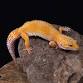 Japan Reptiles Show event image