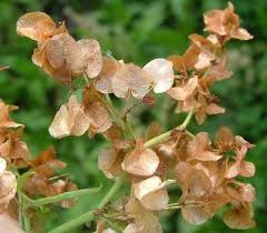Image result for Rumex sagittatus