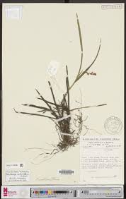 Image result for Polystachya calluniflora