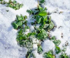 Um ihrer erdbeerpflanzen fit für den winter zu machen, können sie schon im spätherbst einige maßnahmen treffen. Erdbeeren Uberwintern So Kommen Die Pflanzen Sicher Durch Die Kalte