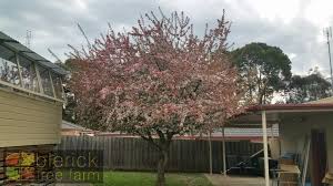 Check spelling or type a new query. Malus Floribunda Japanese Flowering Crab Apple Blerick Tree Farm