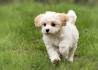 PuppyFind | Pomapoo Puppies for Sale