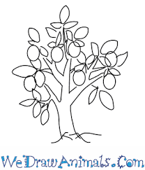 At the bottom you can read some interesting facts about the plum tree. How To Draw A Plum Tree
