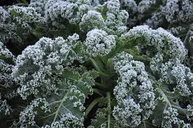 Leaves of overwintering varieties of cauliflower die, vates. Demystifying Cold Hardy Frost Tolerant Frost Sensitive And Warm Loving Garden Plants Frosty Garden