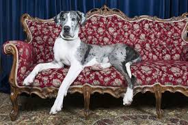 9 Of The Worlds Largest Dog Breeds Mnn Mother Nature