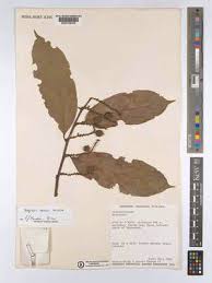 Image result for Dasylepis eggelingii