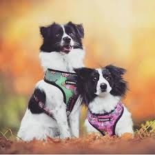 Upload your pet by clicking 'choose file' down below. Custom Dog Stuffed Animal Dog Gifts Petsies