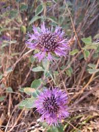 Image result for Polystachya villosa