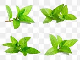 green mint leaves images green mint leaves transparent png free download green mint leaves transparent png