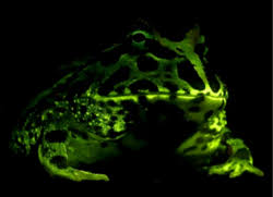 Amphibian Wikipedia