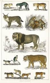 Collection Of Animals In The Feline Family From A History Of The Earth And Animated Nature 1820 By Oliver Animals Vintage Illustration Botanical Illustration