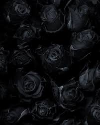 Black Roses Siyah Cicekler Siyah Guller Soyut Fotografcilik