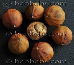 Image result for Vangueria madagascariensis