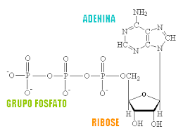 Atp Adenosina Trifosfato Biomedicina Padrao