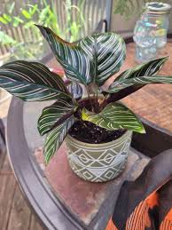 Image result for calathea