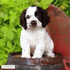 Family raised in a loving environment around children, they receive lots of care and loving attention daily, making them. Spaniel Puppies For Sale In Ohio