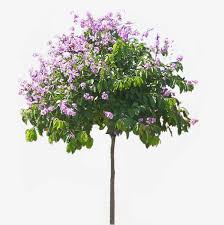 We did not find results for: Big Flower Lagerstroemia Leaves Big Flower Lagerstroemia Clipart Speciosa Clipart Tree Clipart Tree Photoshop Myrtle Tree Lagerstroemia