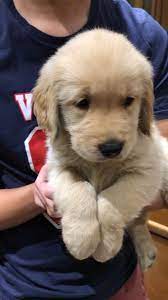 By now, your puppy should be settling in since they are highly adaptable. Pepper The Golden Retriever Puppy 8 Weeks Old Golden Retriever Golden Retriever Puppy Puppies