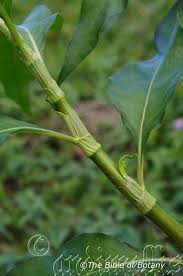 Image result for Carissa praetermissa