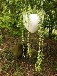 Check spelling or type a new query. How To Grow Dischidia Nummularia Or String Of Nickels