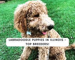 Health tested and crate trained. Labradoodle Puppies In Illinois Top 5 Breeders 2021 We Love Doodles