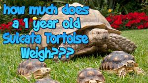 How Much Does A 1 Year Old Sulcata Tortoise Weigh