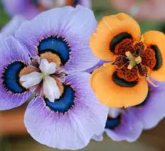 Image result for Moraea