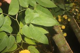 Image result for Senna bacillaris