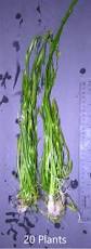 Image result for Vallisneria spiralis