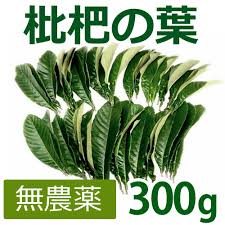楽天市場 無農薬 枇杷の葉 びわの葉 300g 枇杷の生葉30枚 40枚 使い方説明書付き 長崎 大分県産 枇杷葉毎週2回入荷 送料無料 一部地域を除く 除草剤不使用 同梱不可 健康サポート専門店