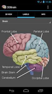 The brain is the complex organ responsible for processing sensory information (sound, touch, taste, sight, and smell). 3d Brain Apps On Google Play
