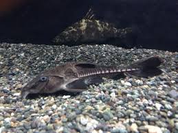 Black And White Spotted Catfish Ripsaw Catfish And Nile Perch Aquarium Fish Fish Monster Fishing