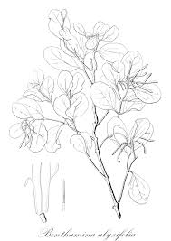 Image result for Agelanthus sansibarensis