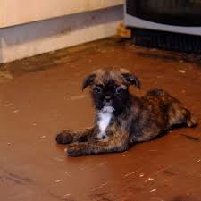 Don't miss out · come to you French Bulldog X Shih Tzu Mansfield Nottinghamshire Pets4homes