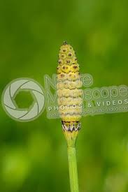 Image result for Equisetum ramosissimum