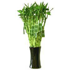 The 12 spiral luck bamboo are perfect! Lucky Bamboo Lbs Rona