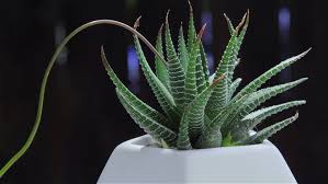 Learn how to start your own regrowing garden at home in your kitchen. Haworthia Attenuata Zebra Plant Youtube
