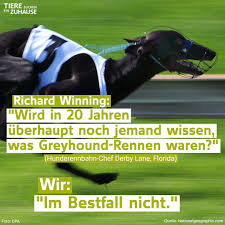 Ein gutes zuhause für alle zu. Tiere Suchen Ein Zuhause Ein Horrorszenario Windhunde Werden Mit Kokain Gedopt Fast Ganztagig Eingesperrt Brechen Sich Massenhaft Die Beine Und Rucken Sterben Zum Teil Auf Der Rennbahn Und Werden Spater Aussortiert