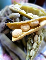 Percubaan pertama menanam kacang soya pada batas.benih online dari sunshine product trading. Kacang Edamame